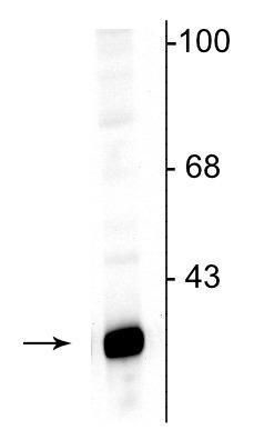 DARPP-32 Antibody in Western Blot (WB)