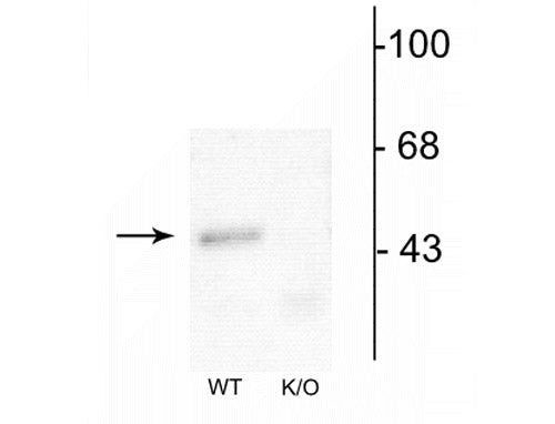 GABRA1 Antibody in Western Blot (WB)