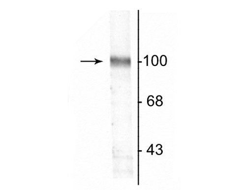 GluR2 Antibody in Western Blot (WB)