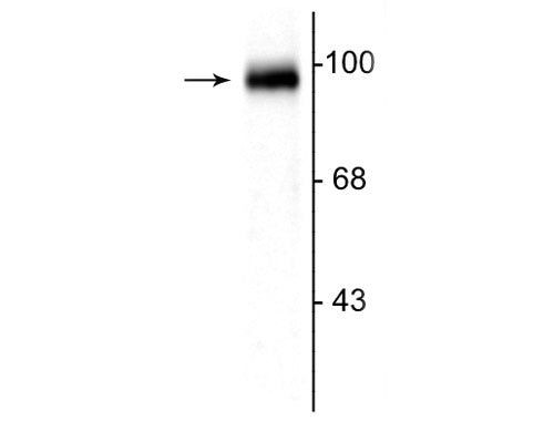 GluR2/GluR3 Antibody in Western Blot (WB)