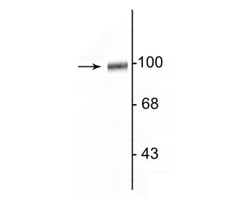 GluR2/GluR3 Antibody in Western Blot (WB)