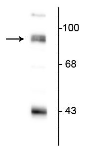 PSD-95 Antibody in Western Blot (WB)