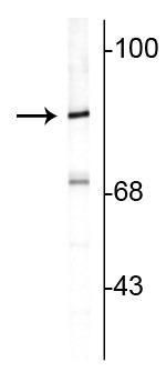 RPH3A Antibody in Western Blot (WB)