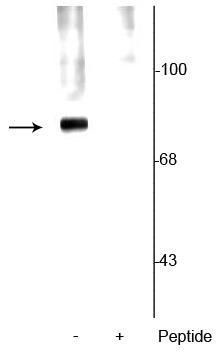 Phospho-Synapsin 1 (Ser62, Ser67) Antibody in Western Blot (WB)
