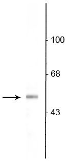 VGAT Antibody in Western Blot (WB)