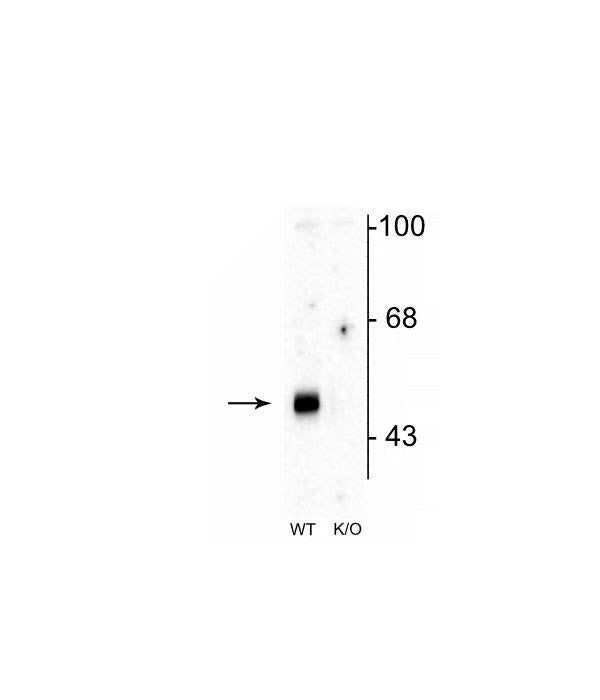 GABRA2 Antibody in Western Blot (WB)