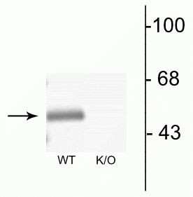 GABRA3 Antibody in Western Blot (WB)