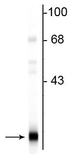 PEBP1 Antibody in Western Blot (WB)