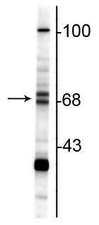 ChAT Antibody in Western Blot (WB)