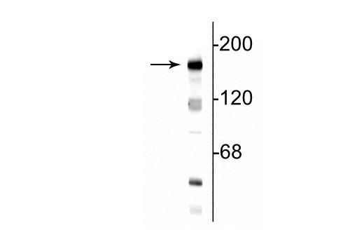 NMDAR2B Antibody in Western Blot (WB)