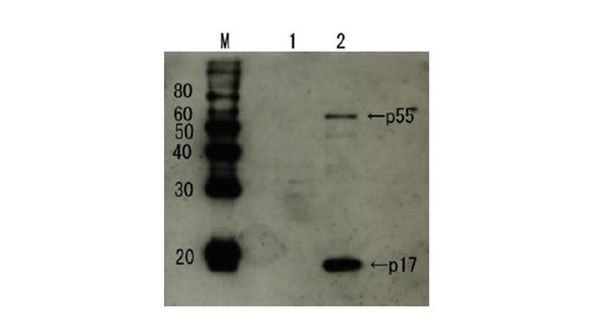 HIV1 p17 Antibody in Western Blot (WB)