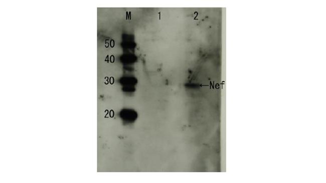 HIV1 nef Antibody in Western Blot (WB)