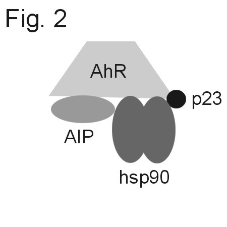 AIP Antibody