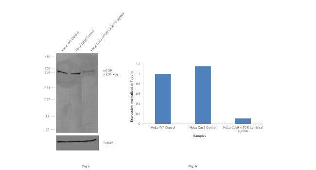 mTOR Antibody