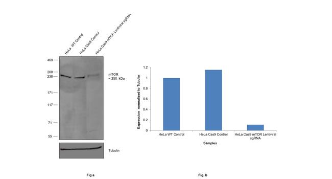 mTOR Antibody in Western Blot (WB)