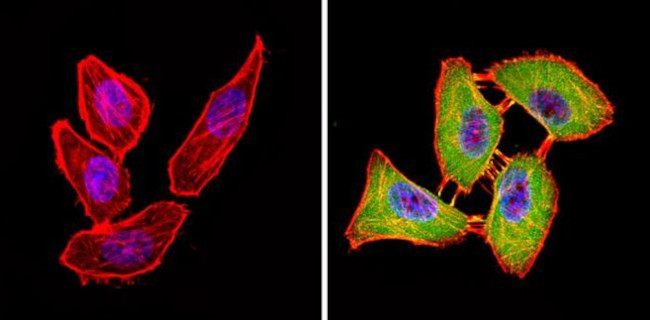 CLOCK Antibody in Immunocytochemistry (ICC/IF)