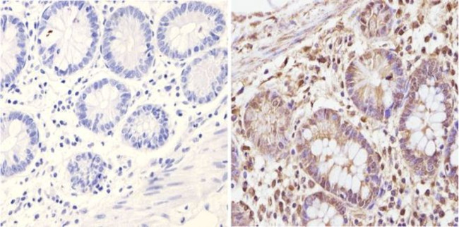 CLOCK Antibody in Immunohistochemistry (Paraffin) (IHC (P))