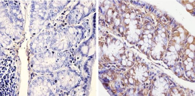 CLOCK Antibody in Immunohistochemistry (Paraffin) (IHC (P))