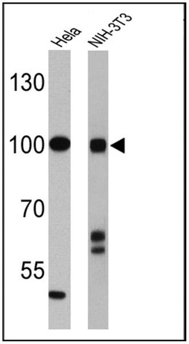 CLOCK Antibody in Western Blot (WB)