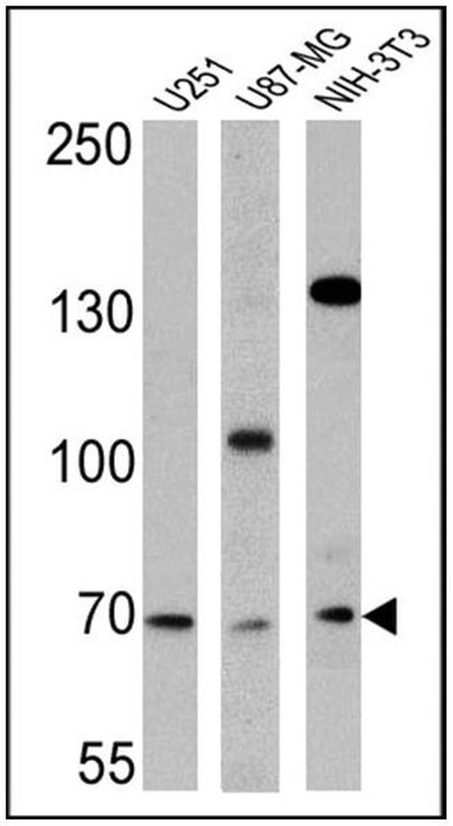 BMAL1 Antibody in Western Blot (WB)