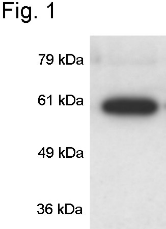 CaMKIV Antibody in Western Blot (WB)