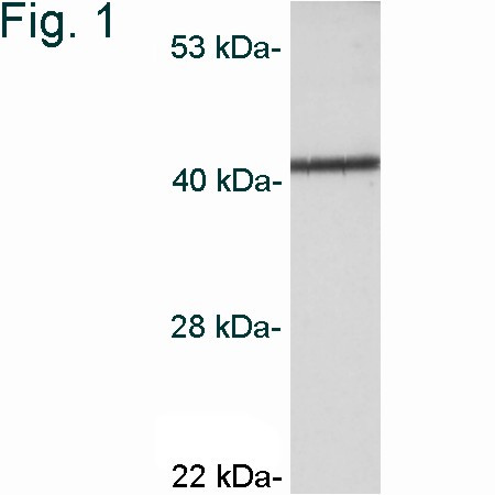 CaMKI Antibody in Western Blot (WB)