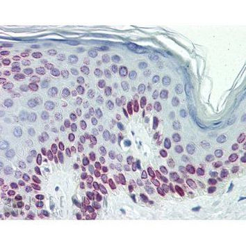 Lamin C Antibody in Immunohistochemistry (Paraffin) (IHC (P))