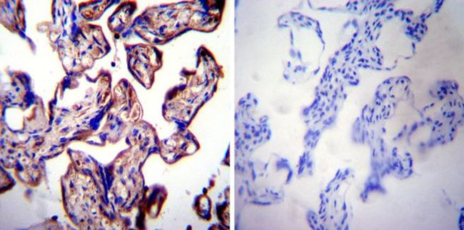 LAMP2 Antibody in Immunohistochemistry (Paraffin) (IHC (P))