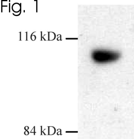 Dynamin 3 Antibody in Western Blot (WB)