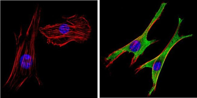 SAP97 Antibody in Immunocytochemistry (ICC/IF)