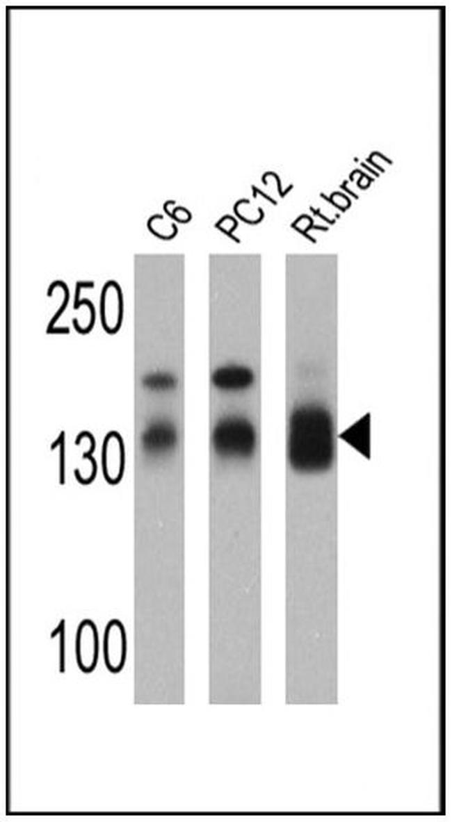 SAP97 Antibody in Western Blot (WB)