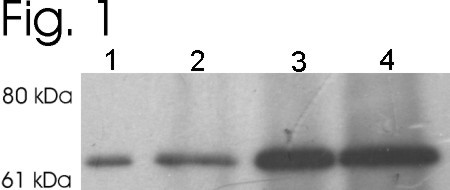 MUNC18 Antibody in Western Blot (WB)