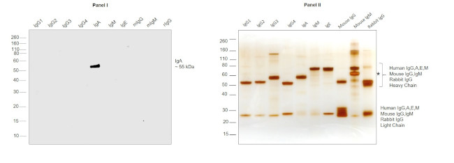 Human IgA Secondary Antibody