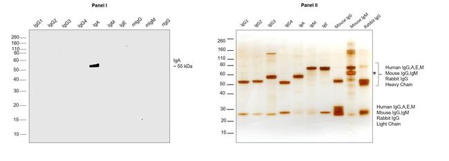 Human IgA Secondary Antibody in Western Blot (WB)