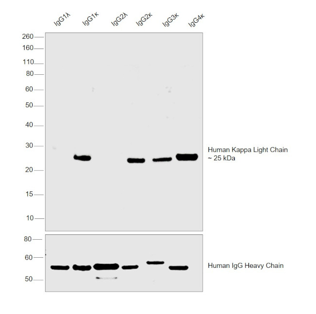 Human Kappa Light Chain Secondary Antibody