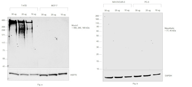 Human Kappa Light Chain Secondary Antibody