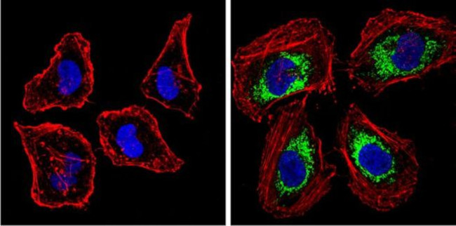 BACE1 Antibody in Immunocytochemistry (ICC/IF)