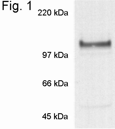 Nicastrin Antibody in Western Blot (WB)