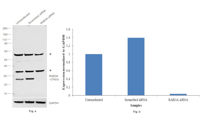 RAB3A Antibody in Western Blot (WB)