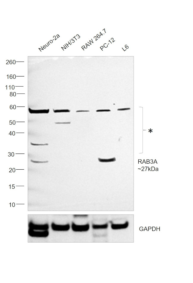 RAB3A Antibody in Western Blot (WB)