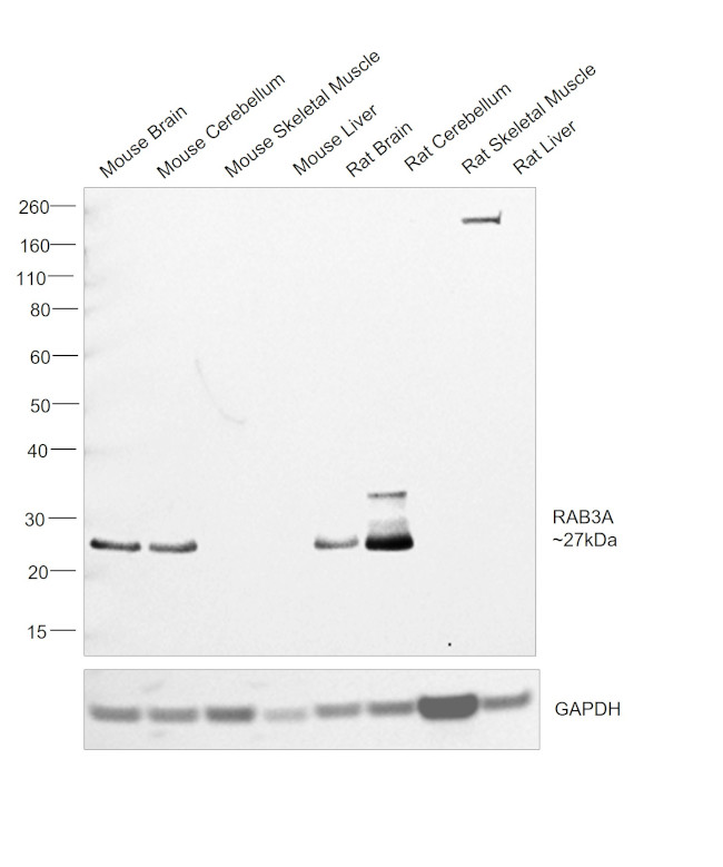 RAB3A Antibody in Western Blot (WB)