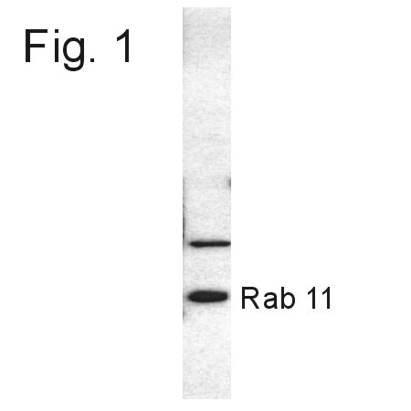 RAB11B Antibody in Western Blot (WB)