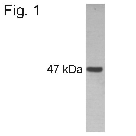 PAX6 Antibody in Western Blot (WB)