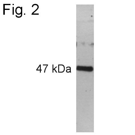 PAX6 Antibody in Western Blot (WB)