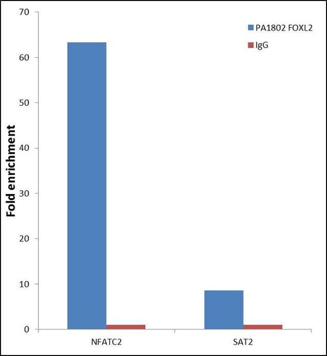 FOXL2 Antibody