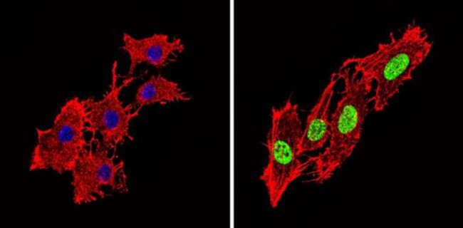 Phospho-PPAR alpha (Ser12) Antibody in Immunocytochemistry (ICC/IF)