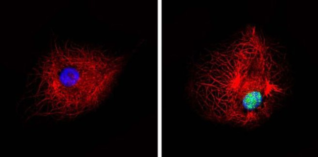 Phospho-PPAR alpha (Ser12) Antibody in Immunocytochemistry (ICC/IF)