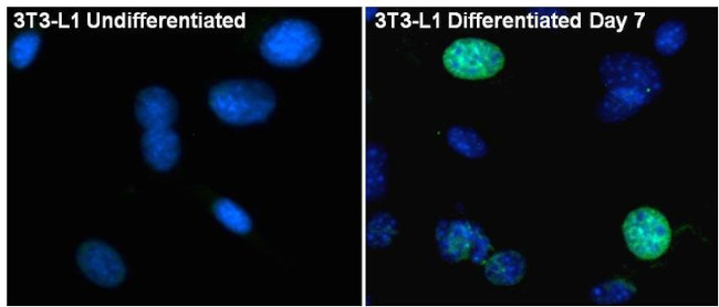 PPAR gamma-2 Antibody