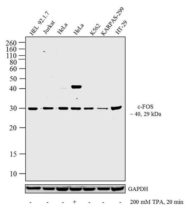 c-Fos Antibody