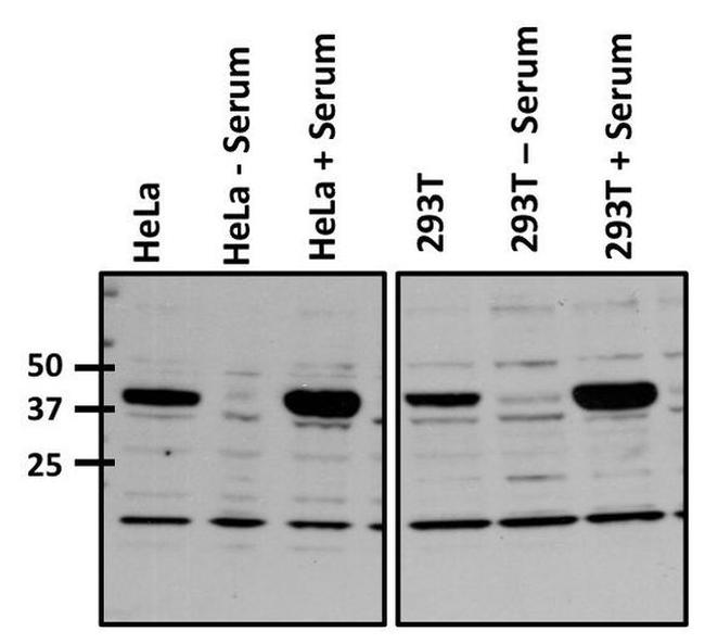 c-Fos Antibody in Western Blot (WB)